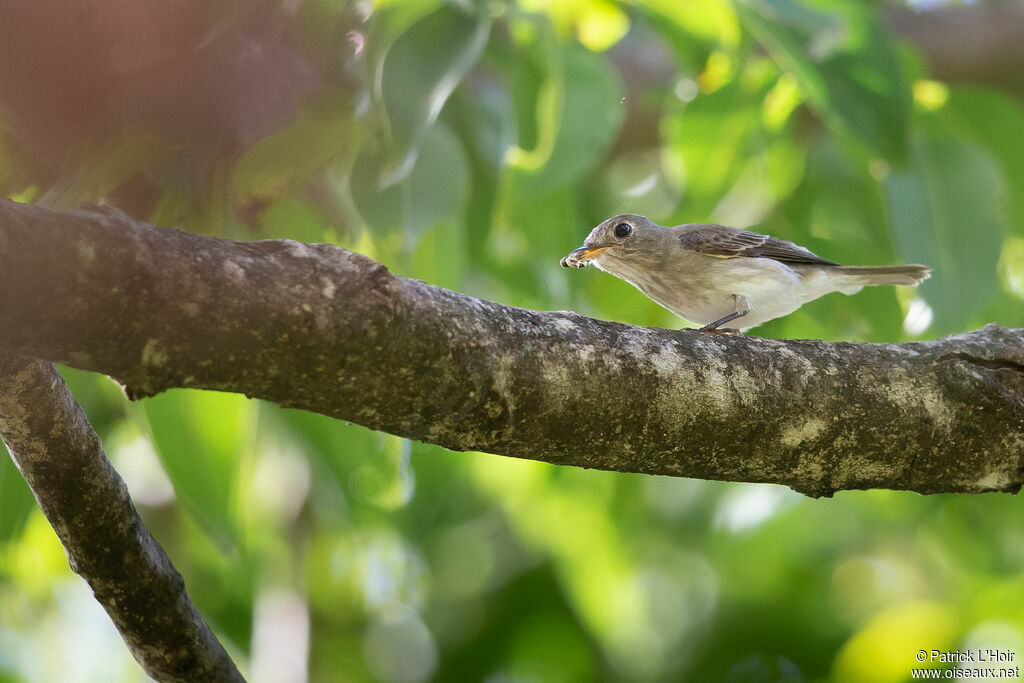 Asian Brown Flycatcher