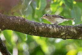 Asian Brown Flycatcher