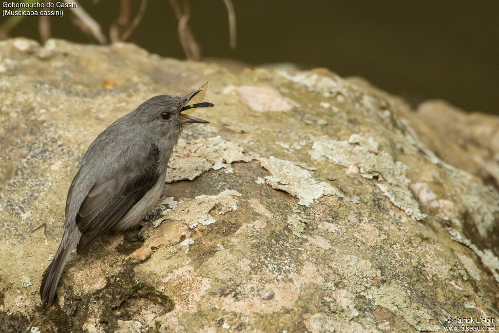 Cassin's Flycatcher