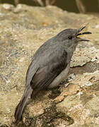 Cassin's Flycatcher