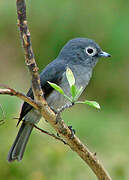 White-eyed Slaty Flycatcher