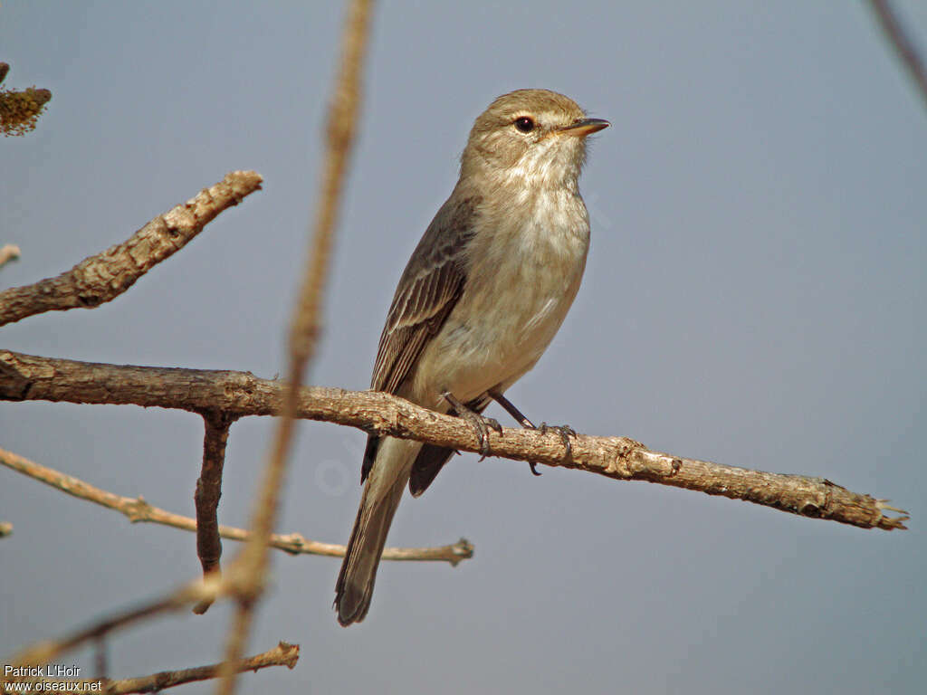 Gobemouche de Gambaga, identification