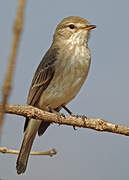 Gambaga Flycatcher