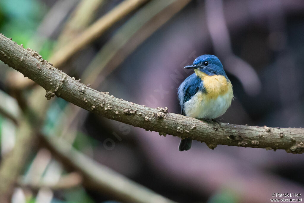 Tickell's Blue Flycatcher