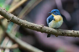 Tickell's Blue Flycatcher