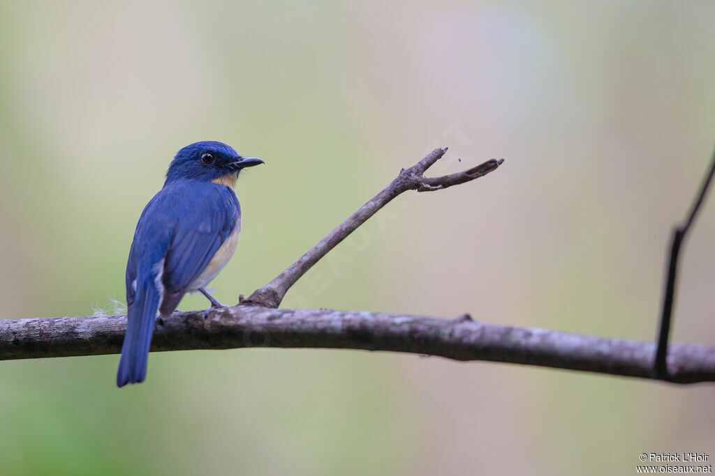 Tickell's Blue Flycatcher