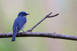 Tickell's Blue Flycatcher