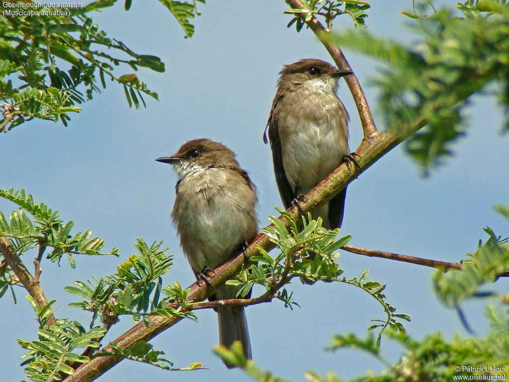 Swamp Flycatcher adult