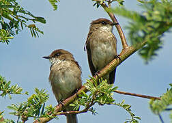 Swamp Flycatcher