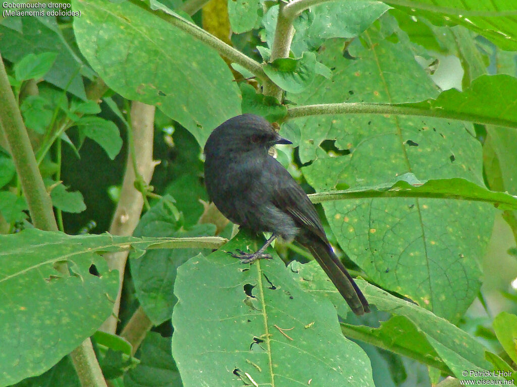 Gobemouche drongo