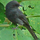Gobemouche drongo