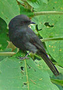 Northern Black Flycatcher