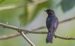 Northern Black Flycatcher