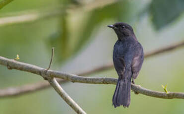 Gobemouche drongo