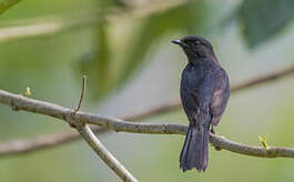 Gobemouche drongo