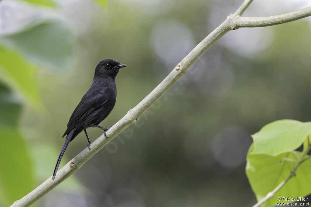 Northern Black Flycatcheradult