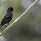 Gobemouche drongo