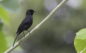 Northern Black Flycatcher