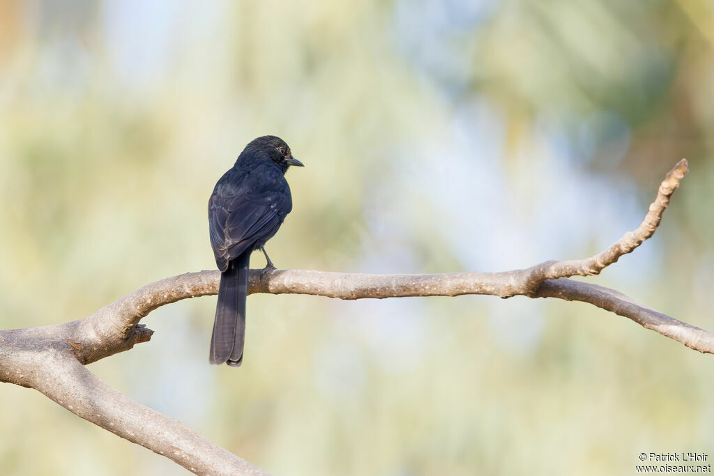 Gobemouche drongo