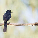 Gobemouche drongo