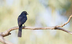 Gobemouche drongo