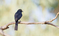 Gobemouche drongo