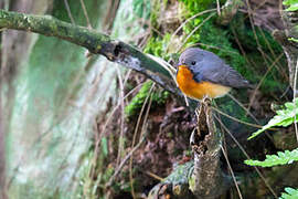 Kashmir Flycatcher