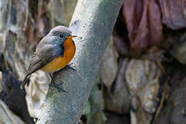 Kashmir Flycatcher