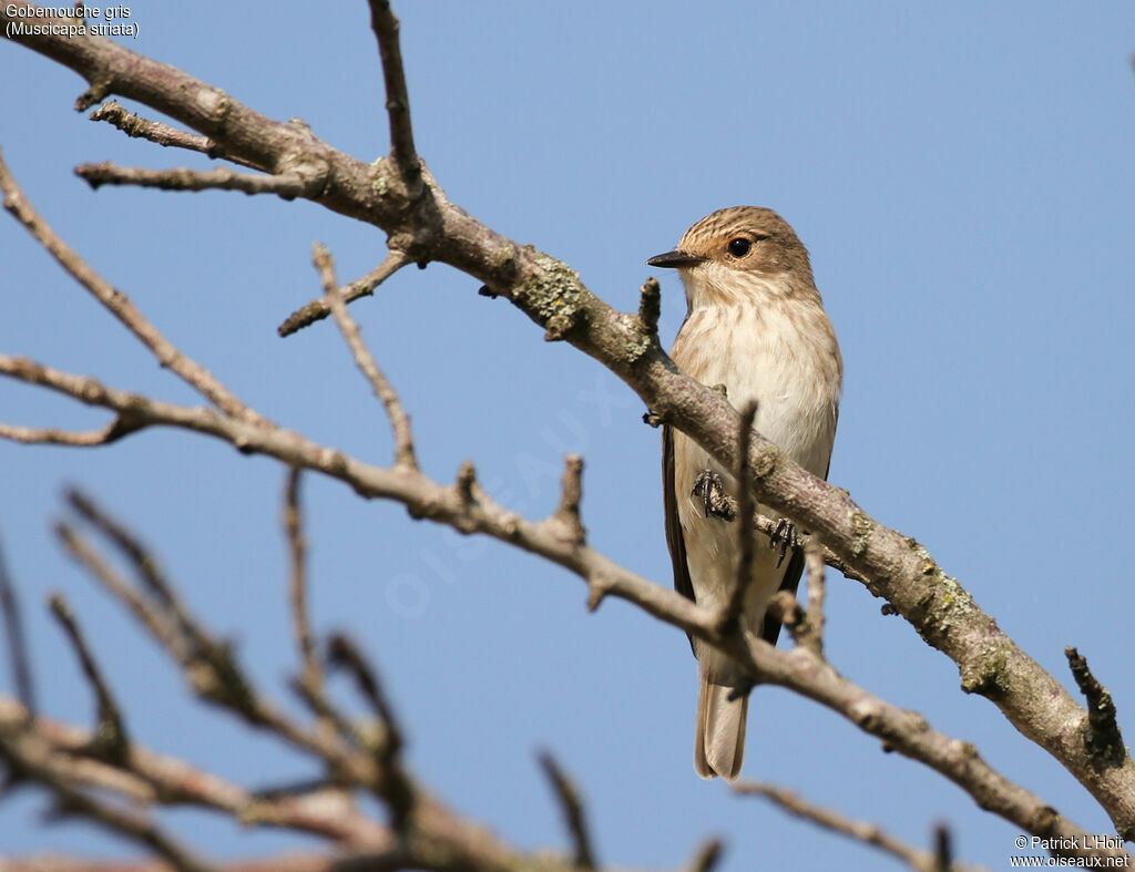 Spotted Flycatcheradult