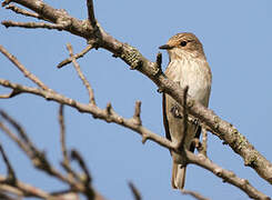 Spotted Flycatcher