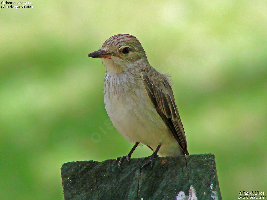 Spotted Flycatcher