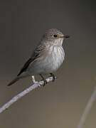 Spotted Flycatcher