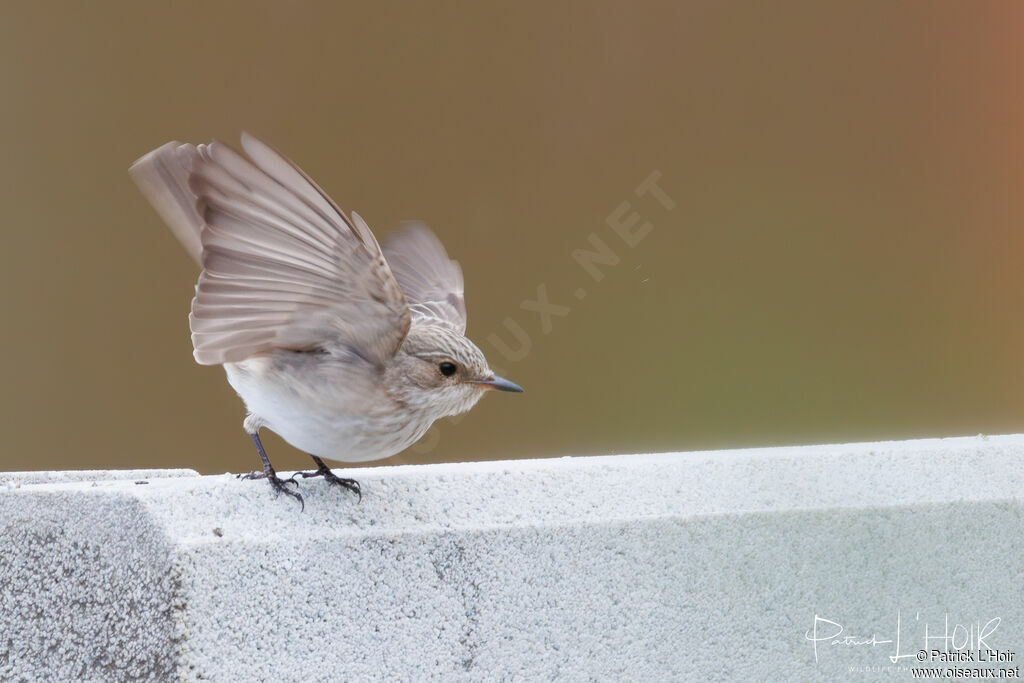 Spotted Flycatcher