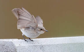 Spotted Flycatcher