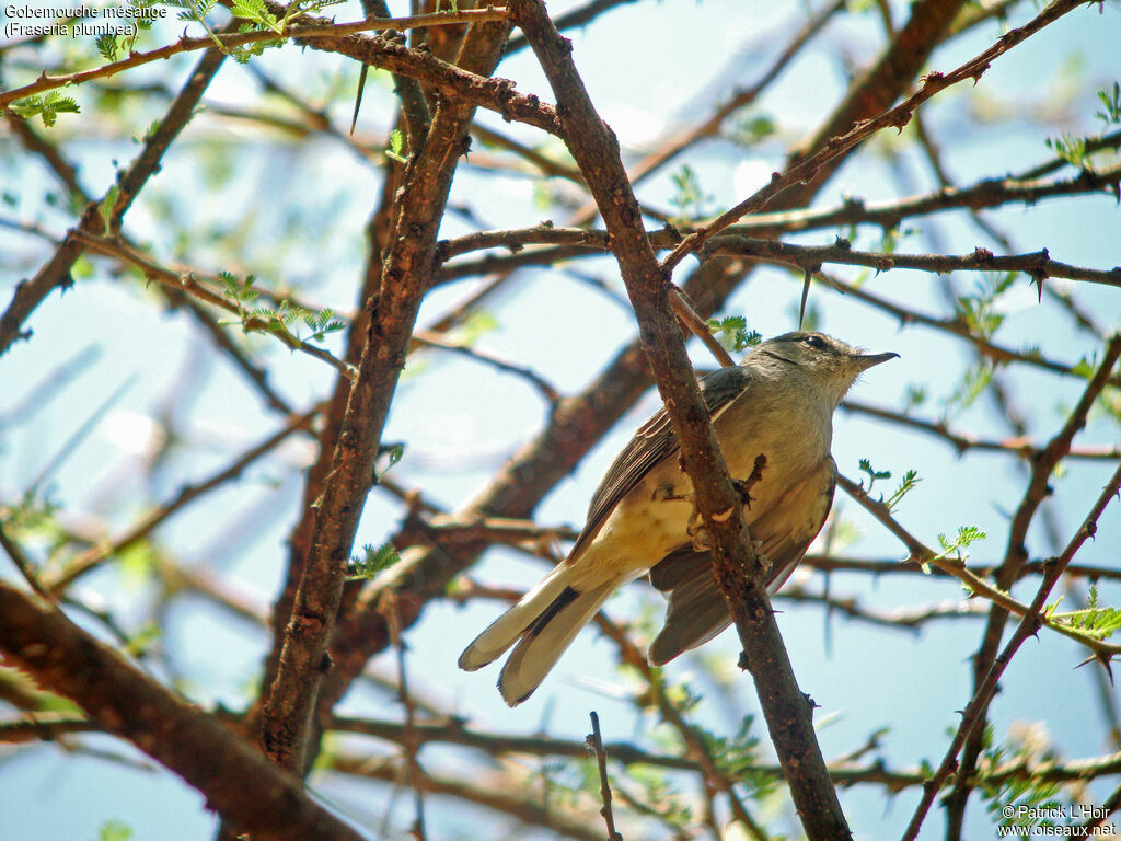 Grey Tit-Flycatcher