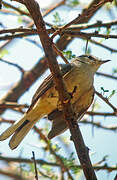 Grey Tit-Flycatcher