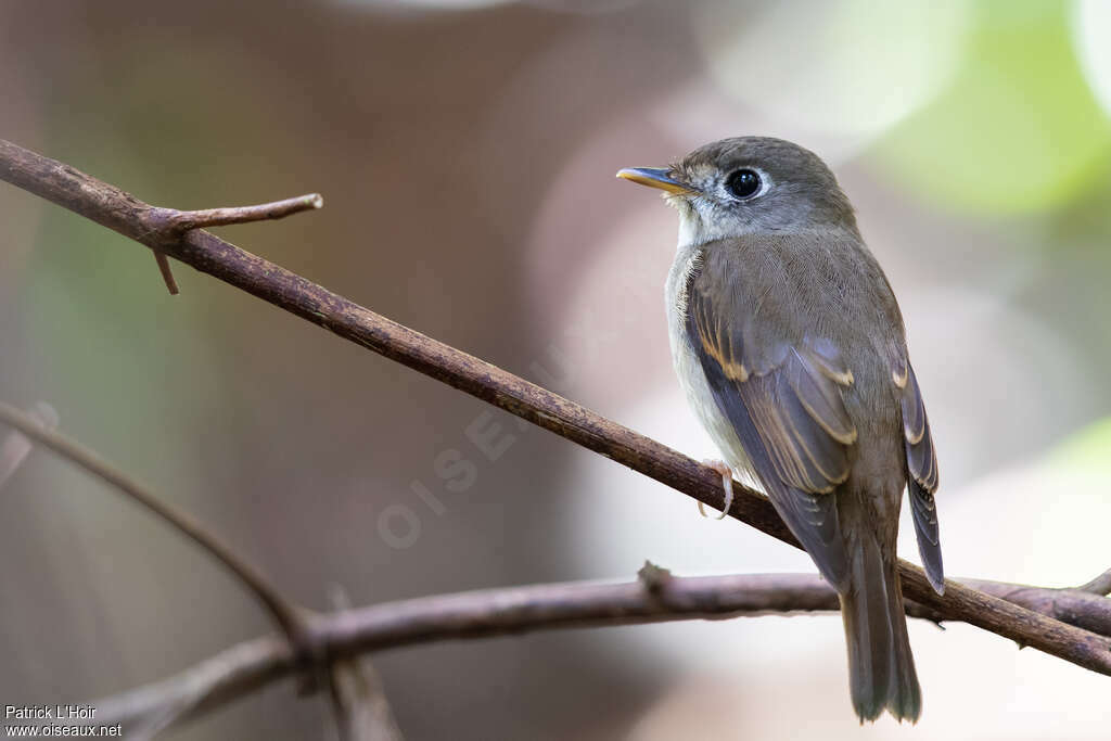 Brown-breasted Flycatcheradult