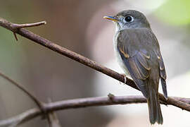 Brown-breasted Flycatcher