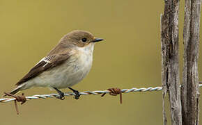 European Pied Flycatcher