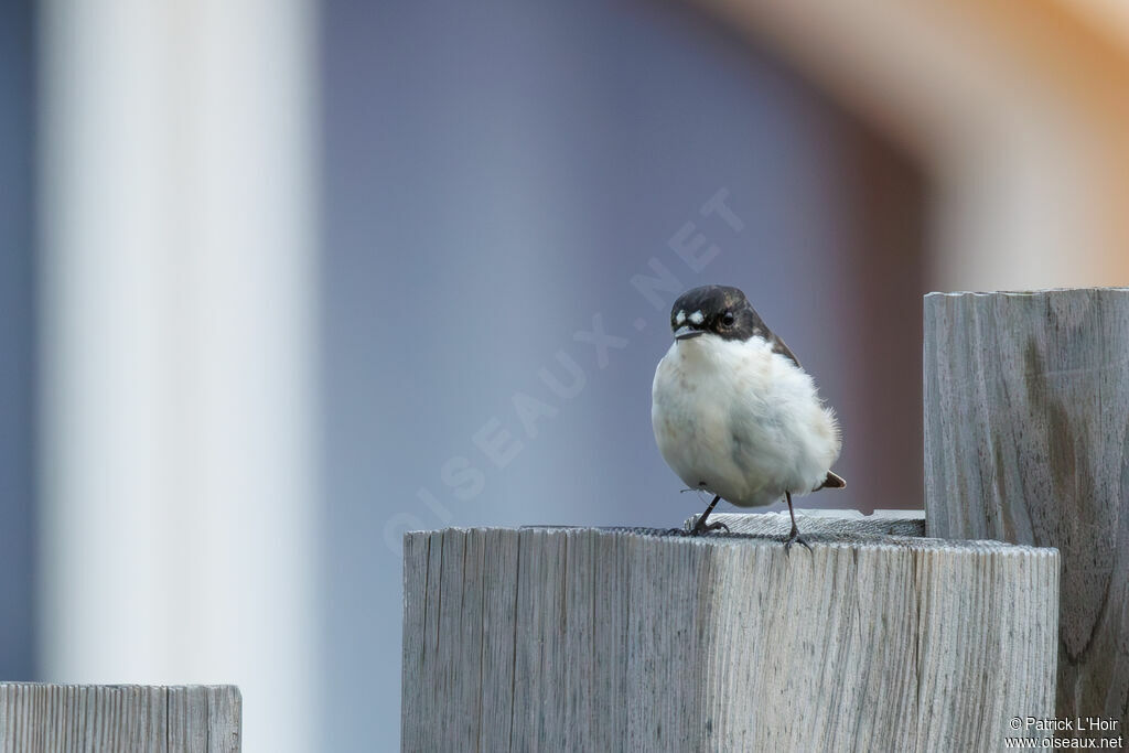 European Pied Flycatcher