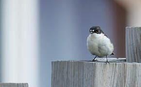 European Pied Flycatcher