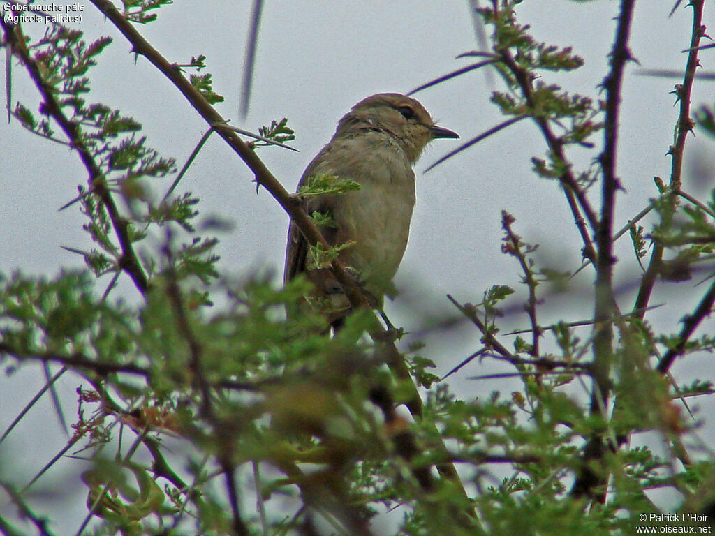 Pale Flycatcher