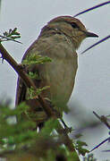 Pale Flycatcher