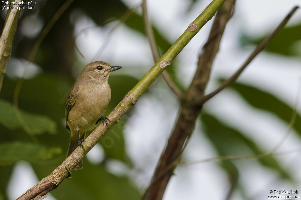 Pale Flycatcheradult