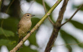 Pale Flycatcher