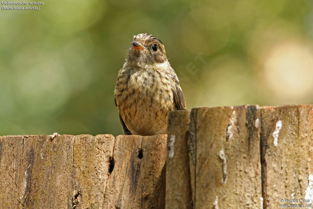 African Dusky Flycatcherjuvenile