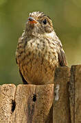 African Dusky Flycatcher