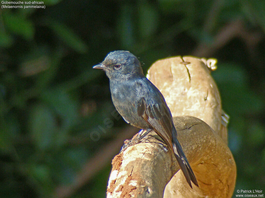 Southern Black Flycatcher