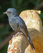 Southern Black Flycatcher