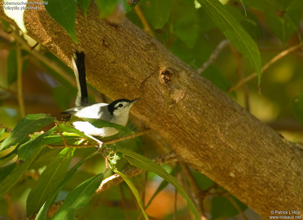 Tropical Gnatcatcheradult